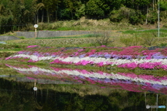 芝桜