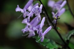 常盤公園内に咲く花