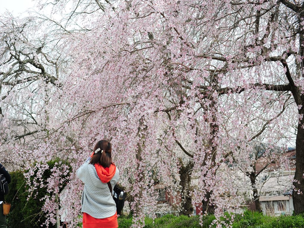 徳佐八幡宮しだれ桜