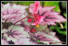 温室に咲く花