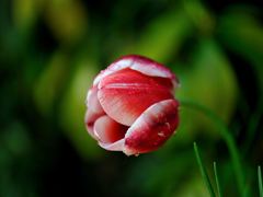 自宅に咲いたチューリップ