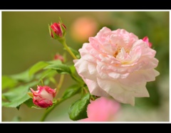 ときわミュージアム入口に咲くバラ