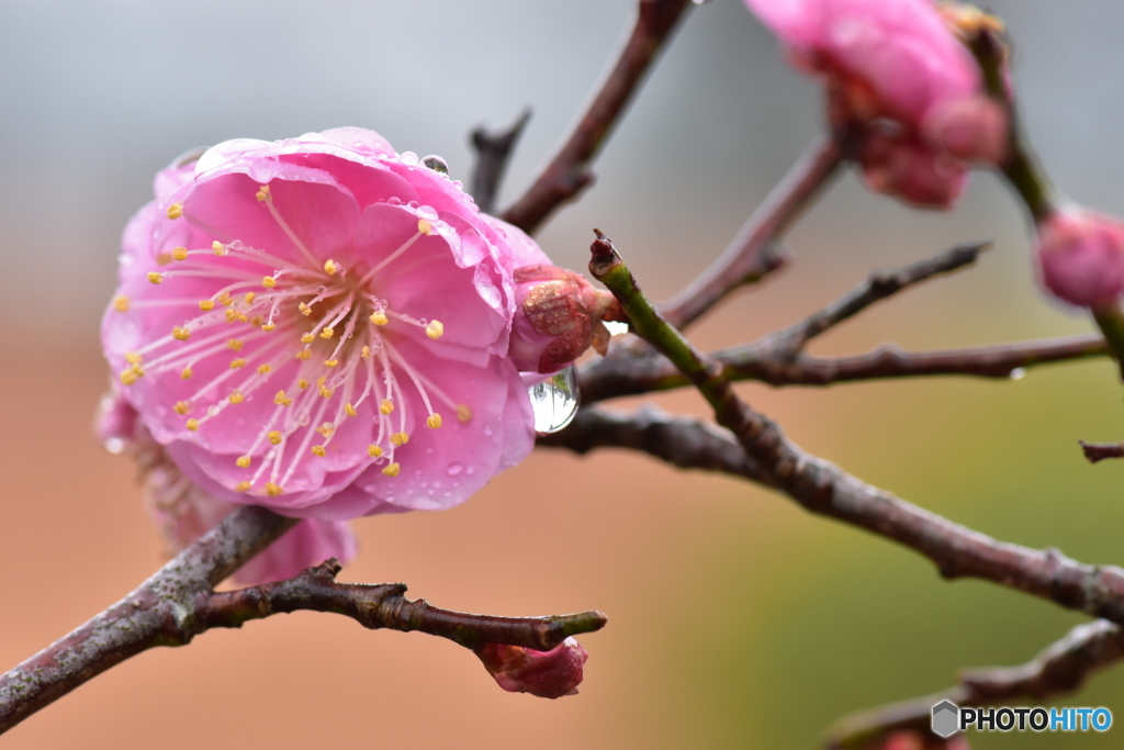 常盤公園の梅