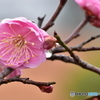 常盤公園の梅