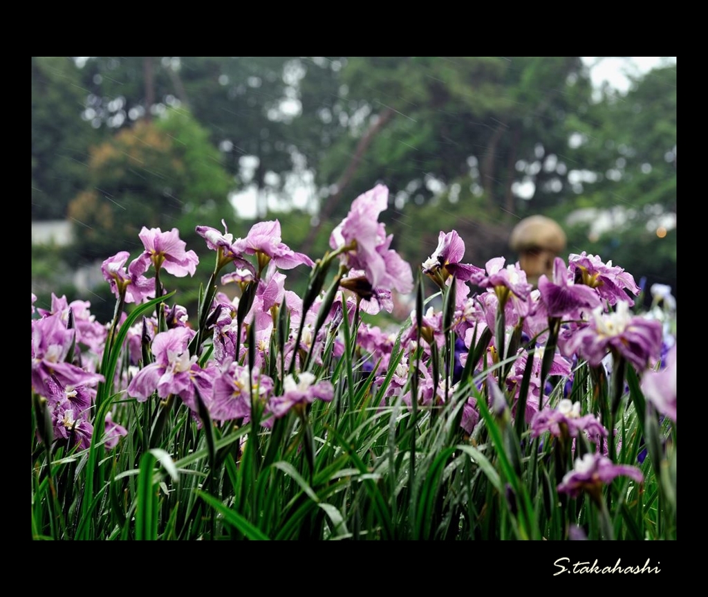 雨にも負けず風にも負けず