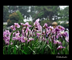 雨にも負けず風にも負けず