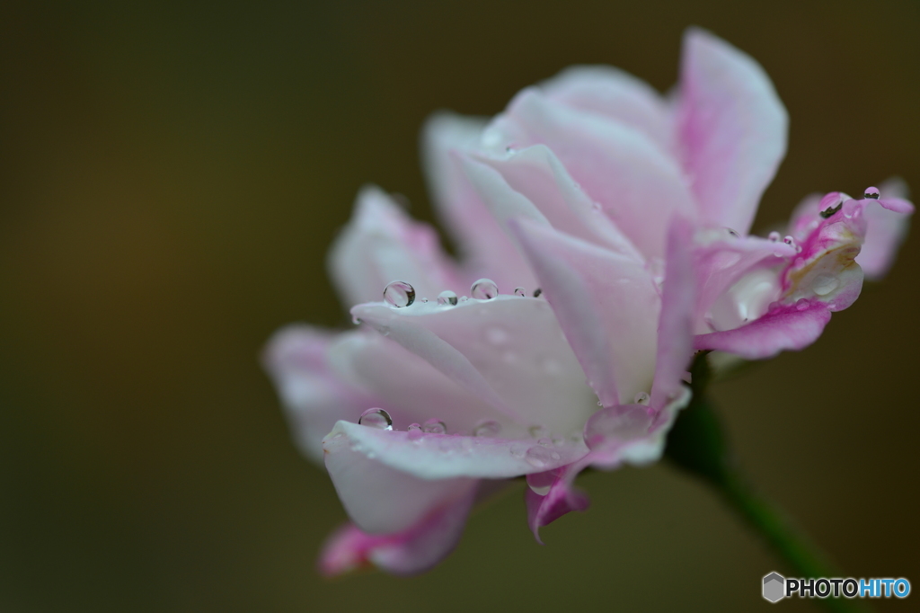 雨の常盤公園
