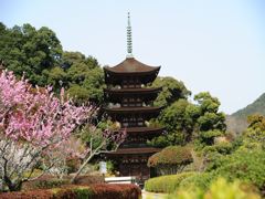 山口瑠璃光寺と梅