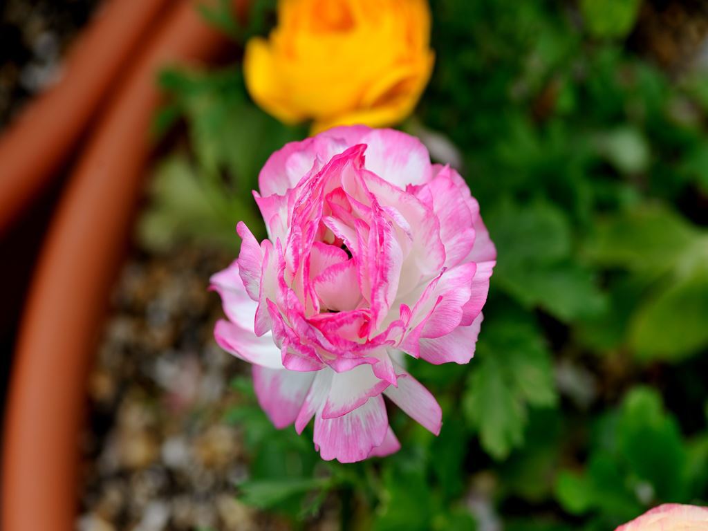 常盤公園に咲く花