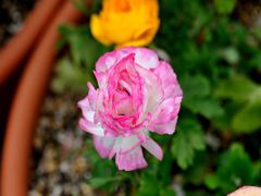 常盤公園に咲く花