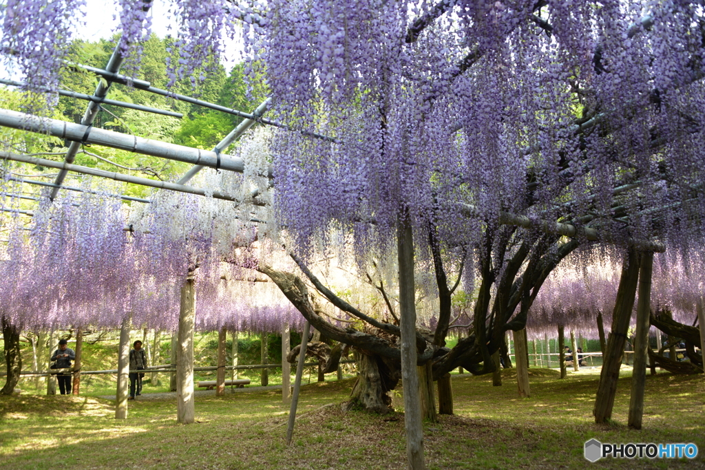 藤園