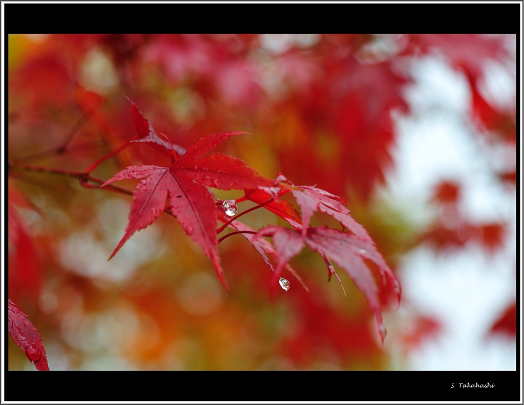 雨上がりの紅葉
