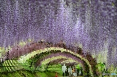 河内藤園