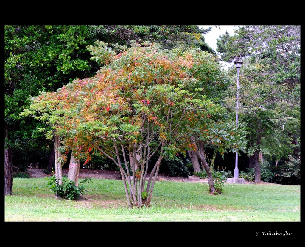 なんという色合いでしょうか。