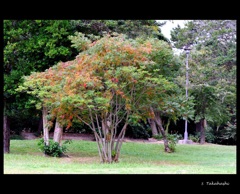 なんという色合いでしょうか。