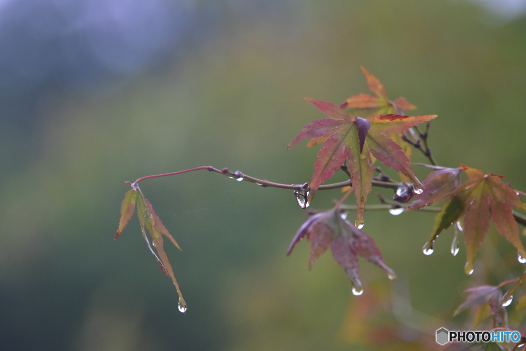 雨のあと