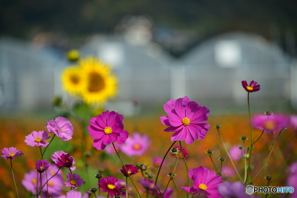 花の海のコスモス畑