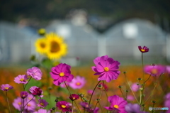 花の海のコスモス畑