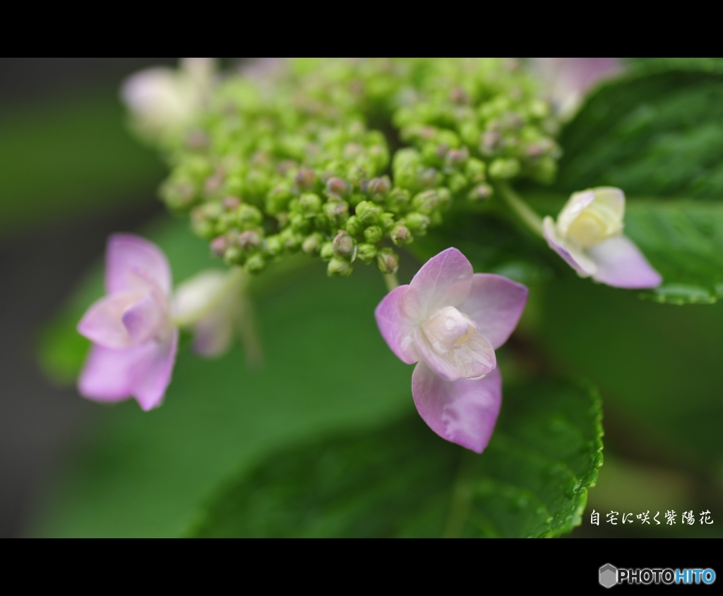 自宅に咲く紫陽花