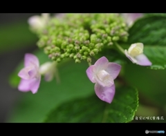 自宅に咲く紫陽花