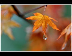 雨の中の散歩