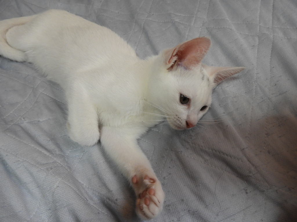 保護猫