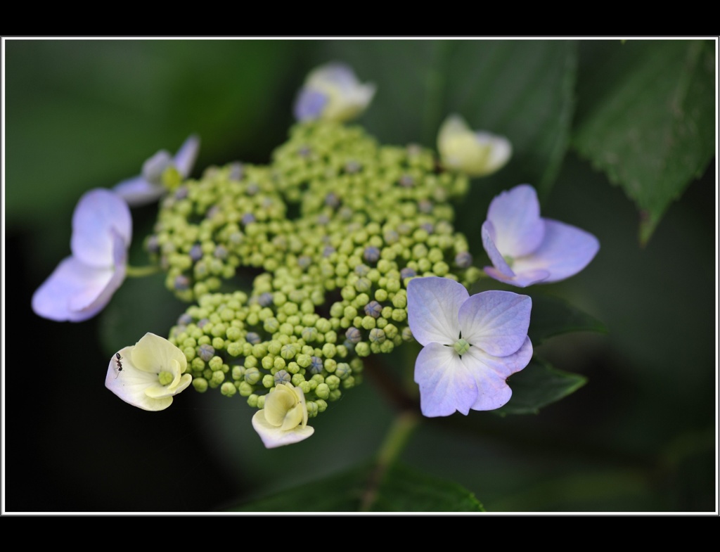 常盤公園 紫陽花