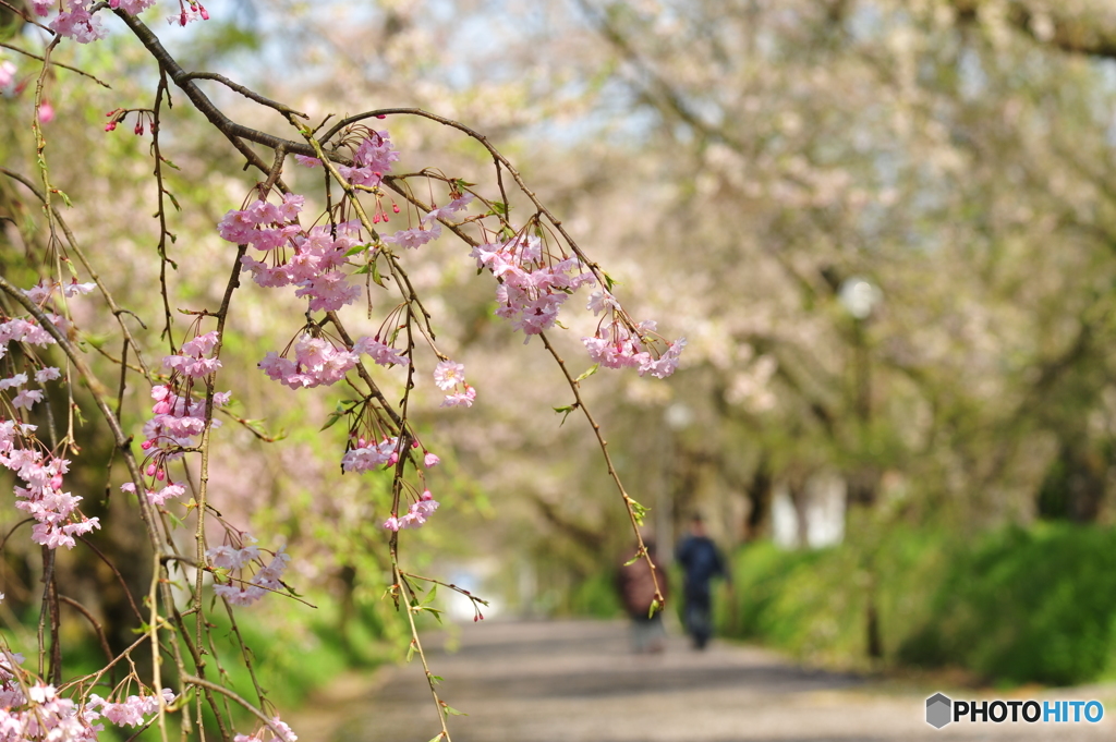 徳佐八幡宮の枝垂桜
