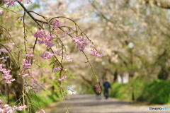 徳佐八幡宮の枝垂桜