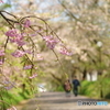 徳佐八幡宮の枝垂桜