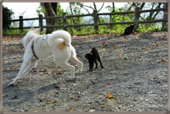 情けない愛犬