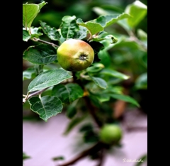 ニュートンゆかりの純系リンゴ