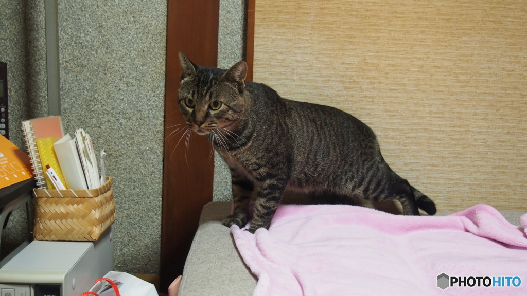 野良猫