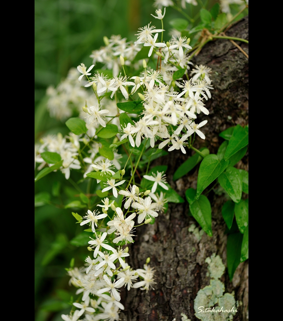 ときわミュージアムに咲いていた花