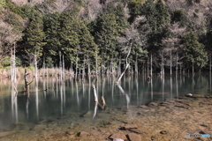 一ノ俣桜公園の 蒼霧鯉池