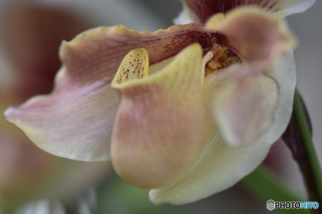 ときわミュージアム内に咲く蘭