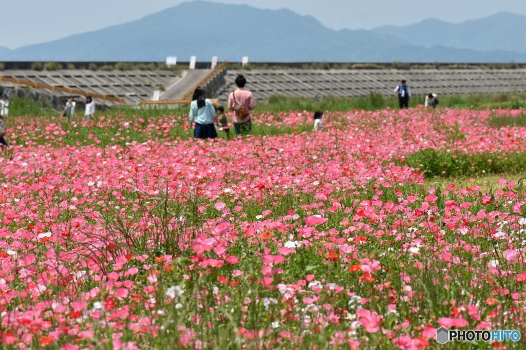 花の海