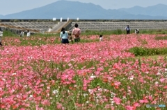 花の海