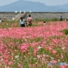 花の海
