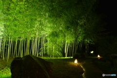 竹林