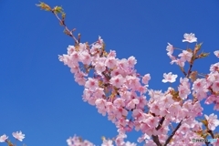 萩シーマート河津桜