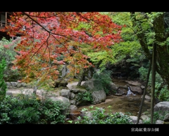 秋の宮島紅葉谷公園