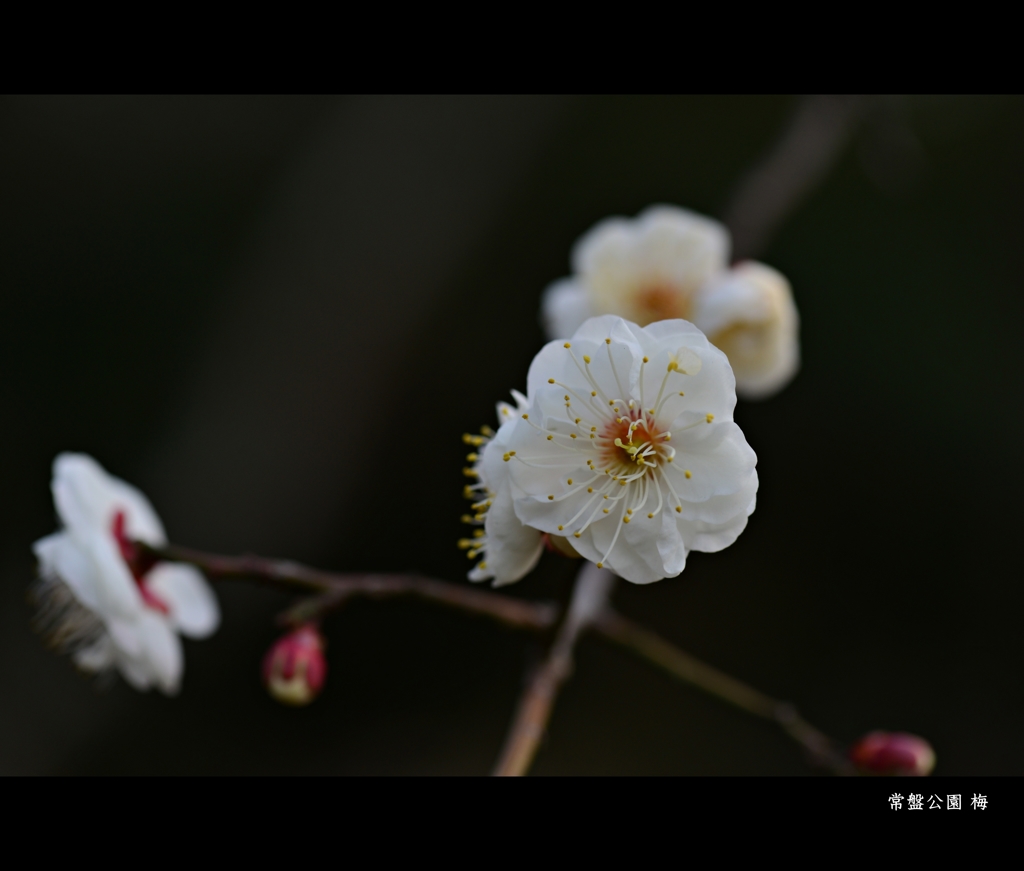 常盤公園にも梅