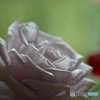 薔薇展 出展作品