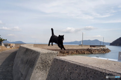 香川県佐柳島飛ぶ猫