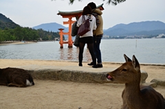 秋の宮島