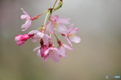 山口県徳佐八幡宮の枝垂桜