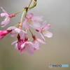 山口県徳佐八幡宮の枝垂桜