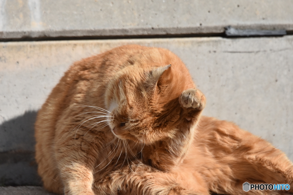 福岡県新宮町　相島の猫ちゃん