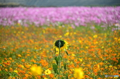 ひまわりとコスモス畑